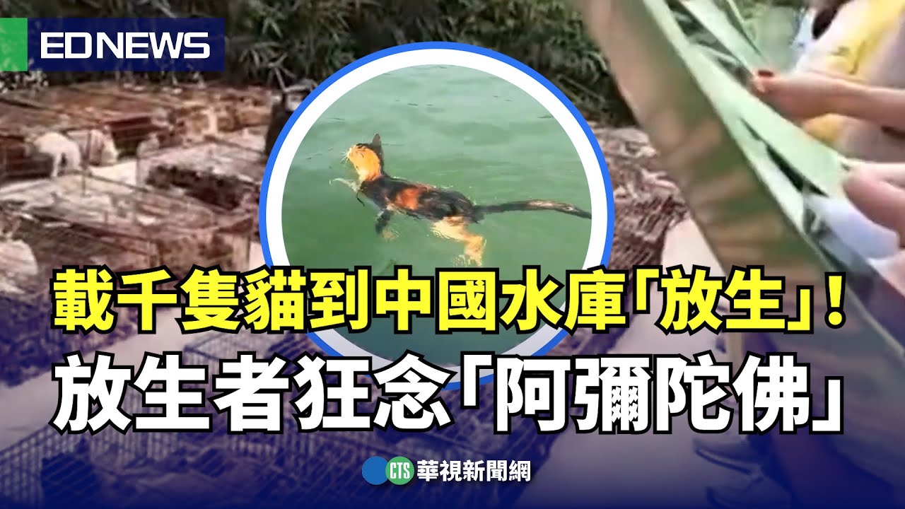 載千隻貓到中國水庫「放生」！ 放生者狂念「阿彌陀佛、大悲咒」｜👍小編推新聞20251105