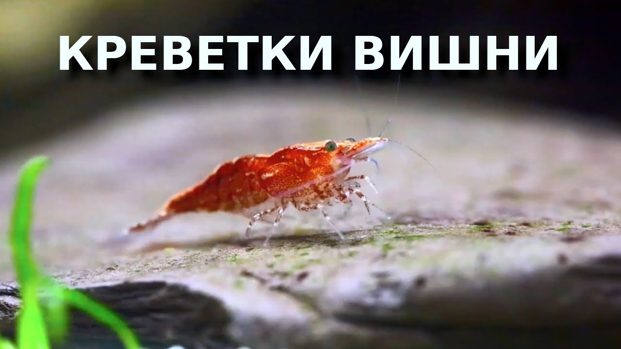Все о креветках вишнях или вишневый сад в аквариуме