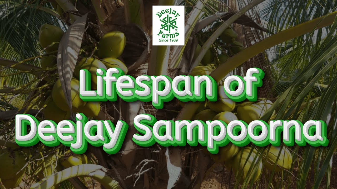 Lifespan of the Deejay Sampoorna Hybrid Coconut Palm