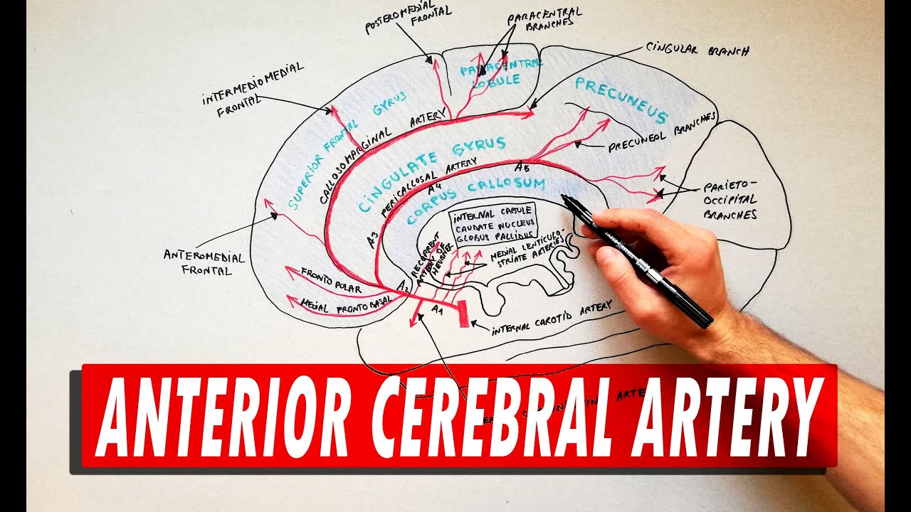 Anterior Cerebral Artery | Anatomy Tutorial