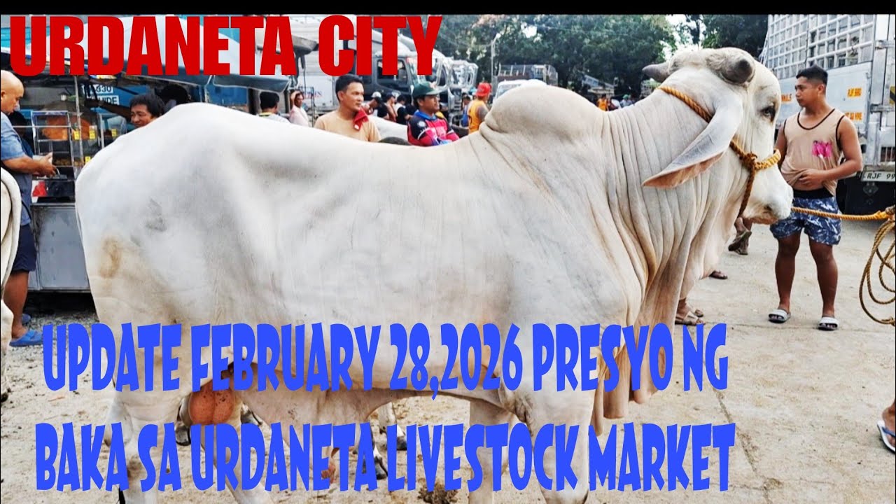 February 28, 2026, Update sa presyo ng Baka at Kalabaw sa Urdaneta City cattle market #animals #cow