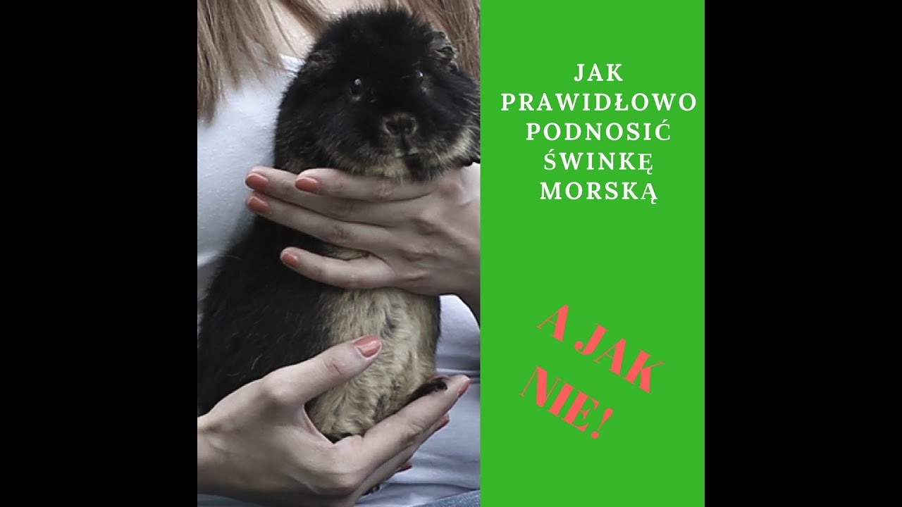 Jak prawidłowo podnosić świnkę morską, czego unikać i na co zwrócić uwagę.