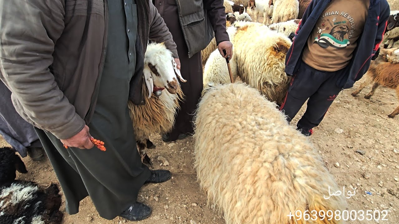 جوله جديده في اسواق ادلب كفر جالس 4\3\2026 حركه السوق وأسعار اللحم ولاعلاف والغنم  والخراف السرحيه 