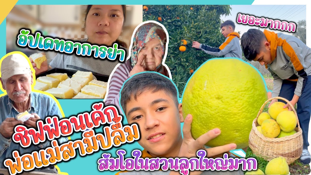 EP332 พาเด็กตุรกีเก็บส้มโอทับทิมสยามให้ปู่กับย่าชิมครั้งแรก สะใภ้ทำเค้กให้พ่อแม่สามีปลื้มสุดๆไปเลย