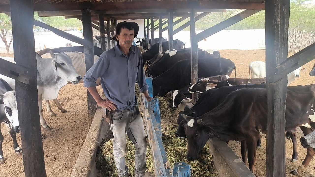 VAQUEIRO EDUARDO ALIMENTA COM PALMA 47 CABEÇAS DE GADO NO NORDESTE EM SOLEDADE NA PARAÍBA