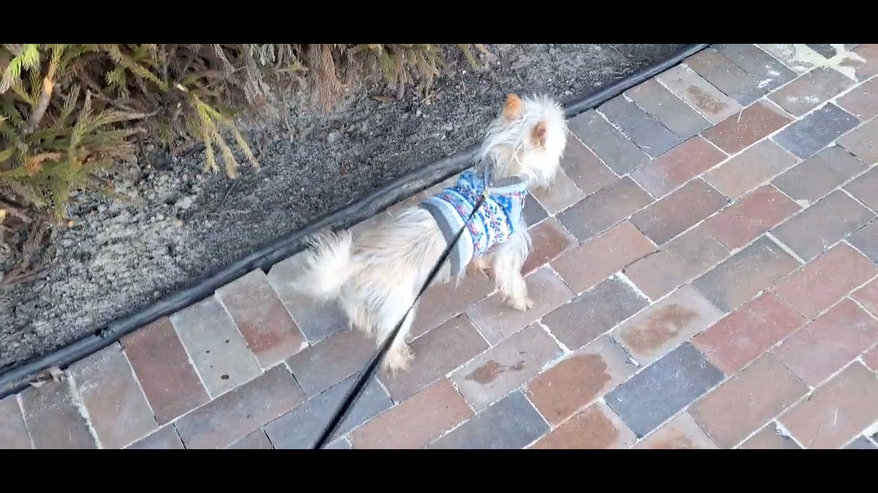 Downtown Summerville Walk 