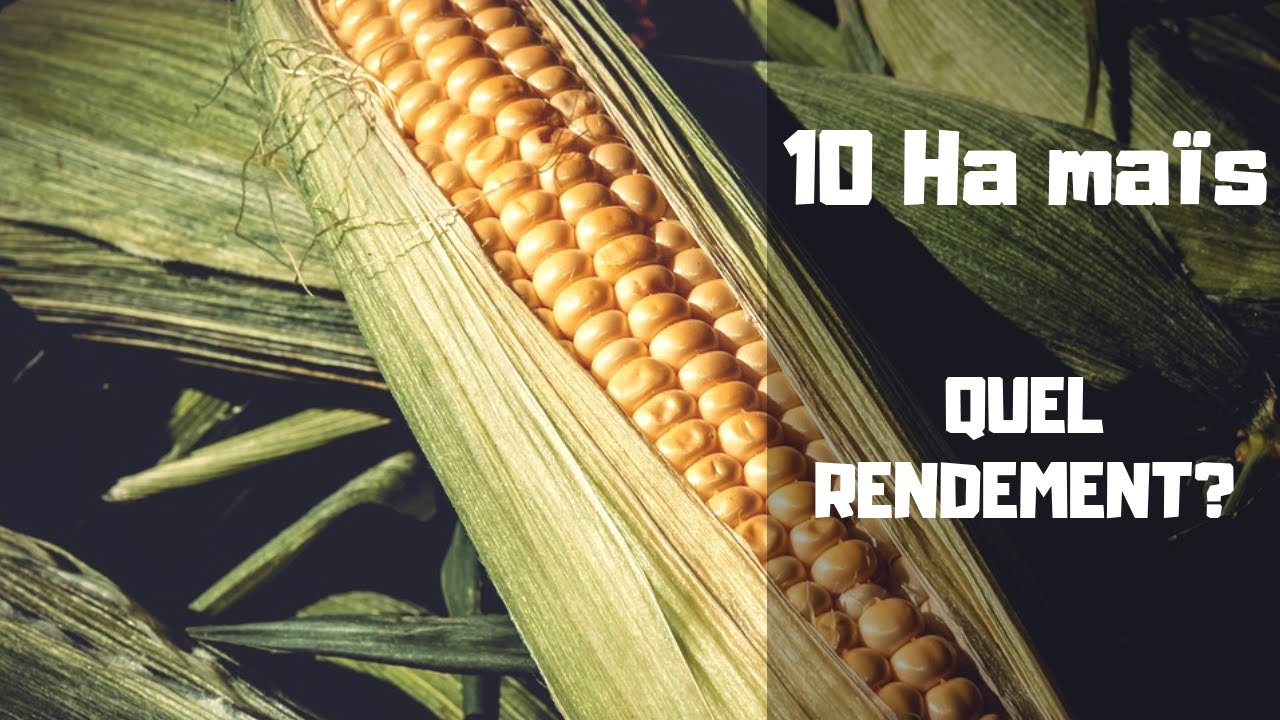 Agriculture au Cameroun | Rendement de 10 Ha de maïs
