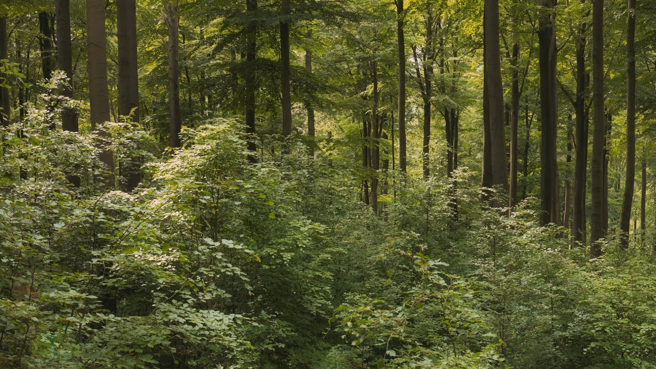 🌳 4K - Relaxing Nature Sounds For Stress Relief, Forest Sounds, Bird Song, No AI