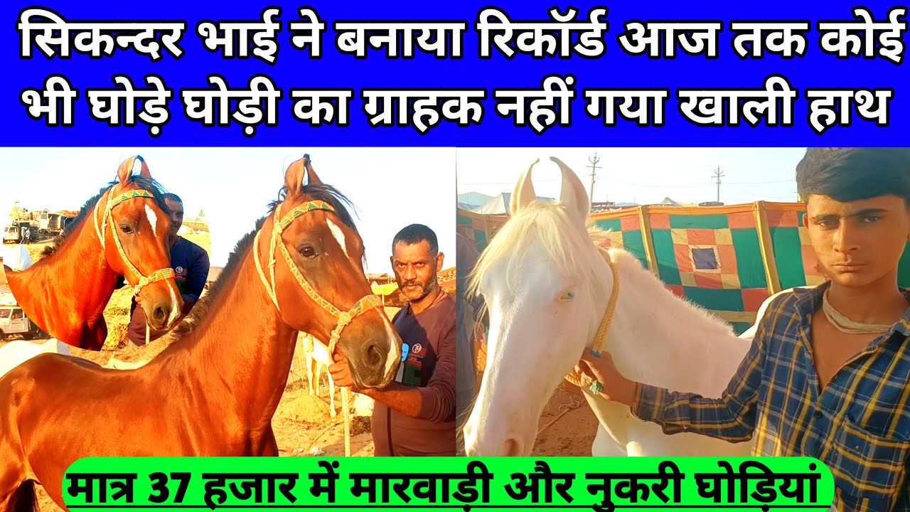 सिकन्दर भाई लाएं वाजिब दाम 40 हजार में बिक्री वाली 14 घोड़ियां बिकाऊ। Pushkar horse fair 2024।