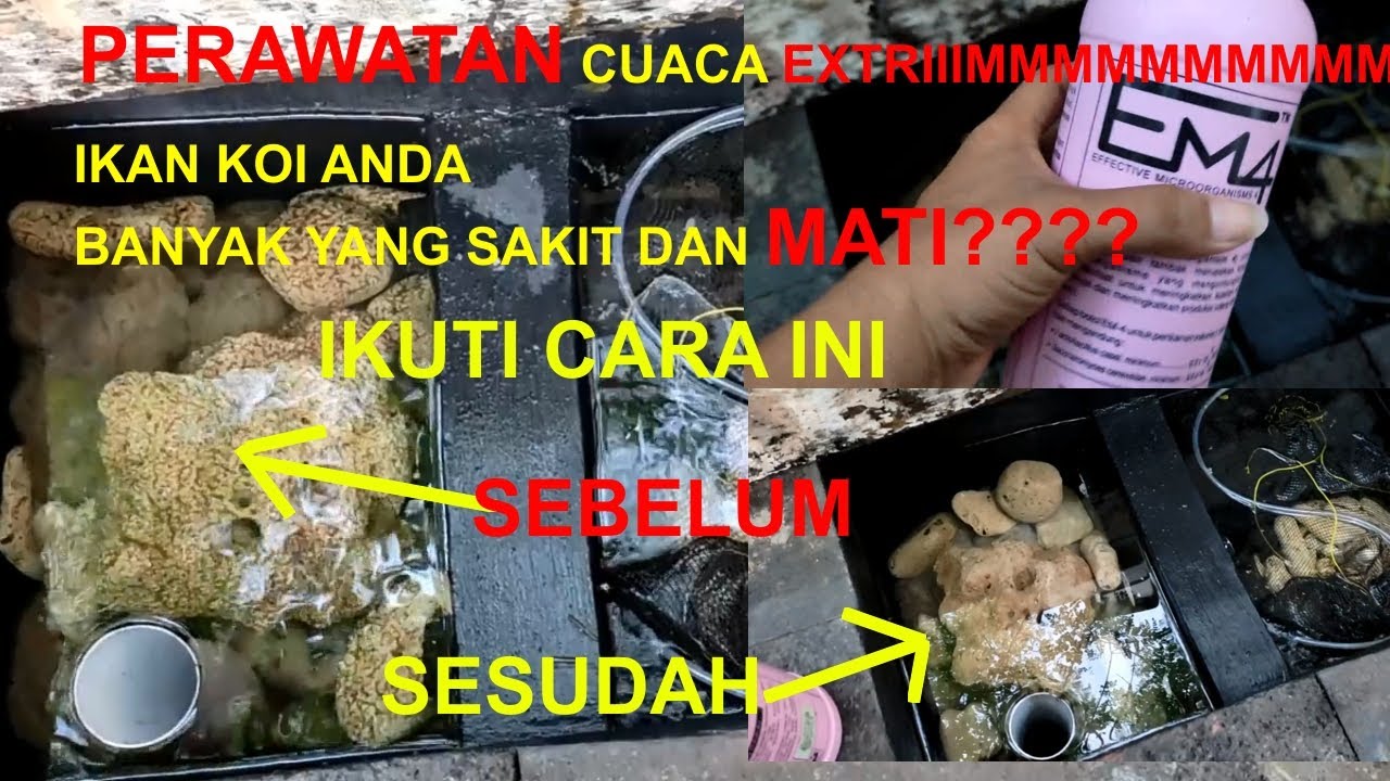 Cara membersihkan chamber kolam ikan koi [ back wash ]
