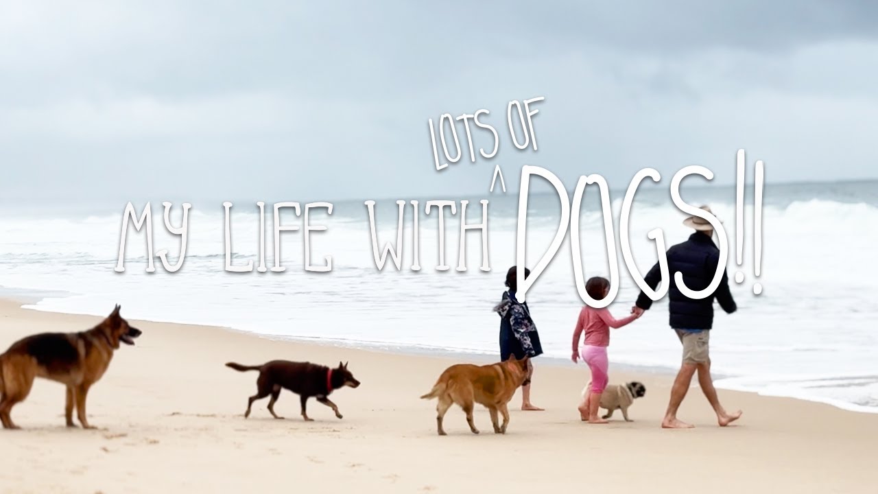 Listening to Dogs // My Life Vlog - with Dogs