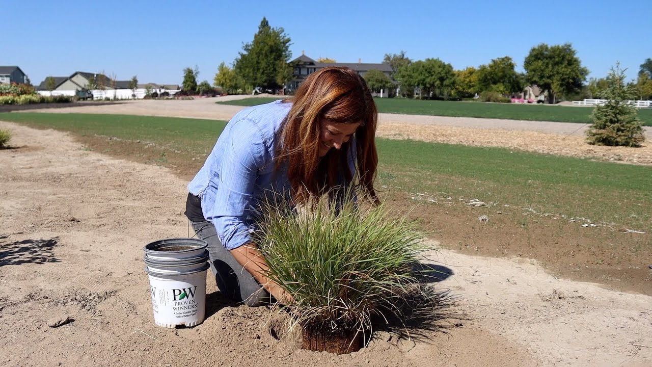 Planting A Gin Fizz Juniper, Ornamental Grasses and a Blooming Shrub! 🥰🙌 // Garden Answer