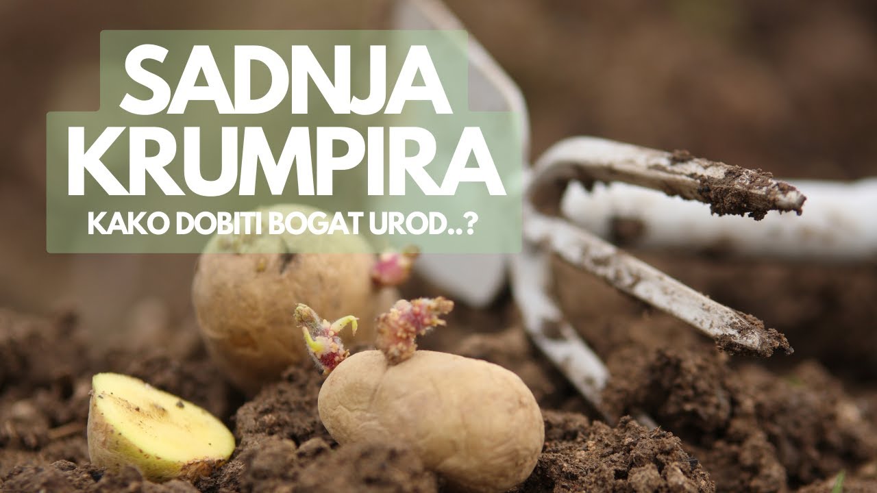 Sadnja Krumpira: Kako Dobiti Velik PrinosTradicionalnim Načinom Sadnje?