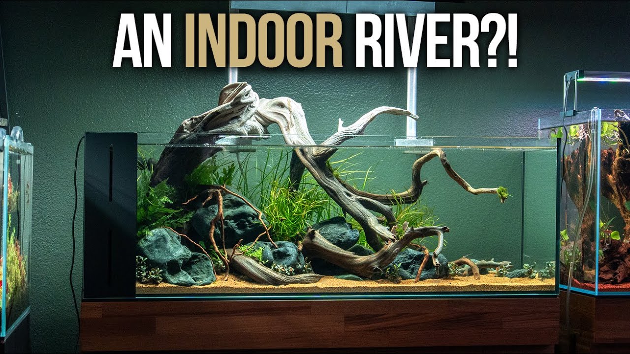 River Aquarium Setup in a UNS 90LA Peninsula