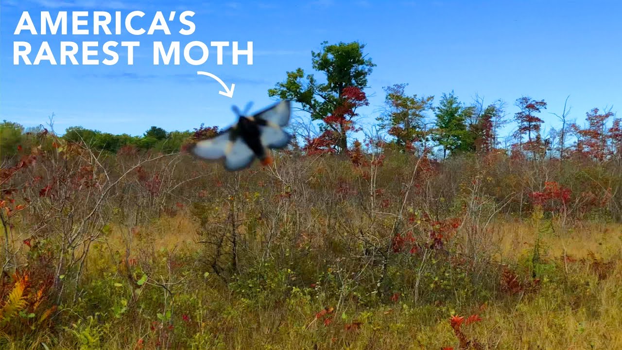Searching for America's RAREST Moth REMASTERED