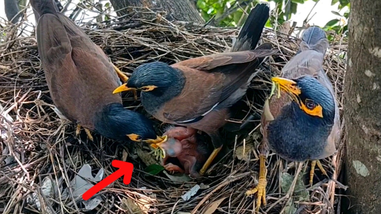 Wow, My Na bird brought so many worms for the chicks in the nest to eat