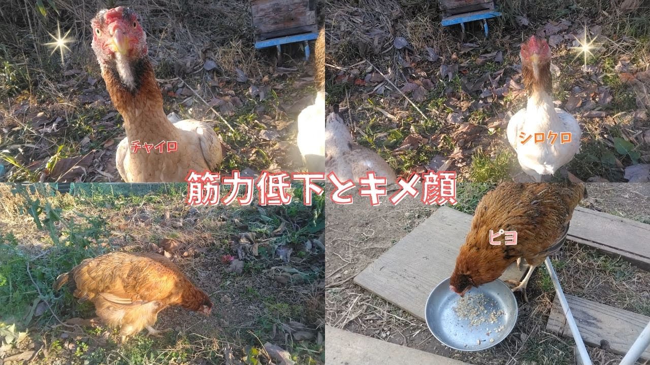 足腰が弱くなってきたピヨとシャモのキメ顔