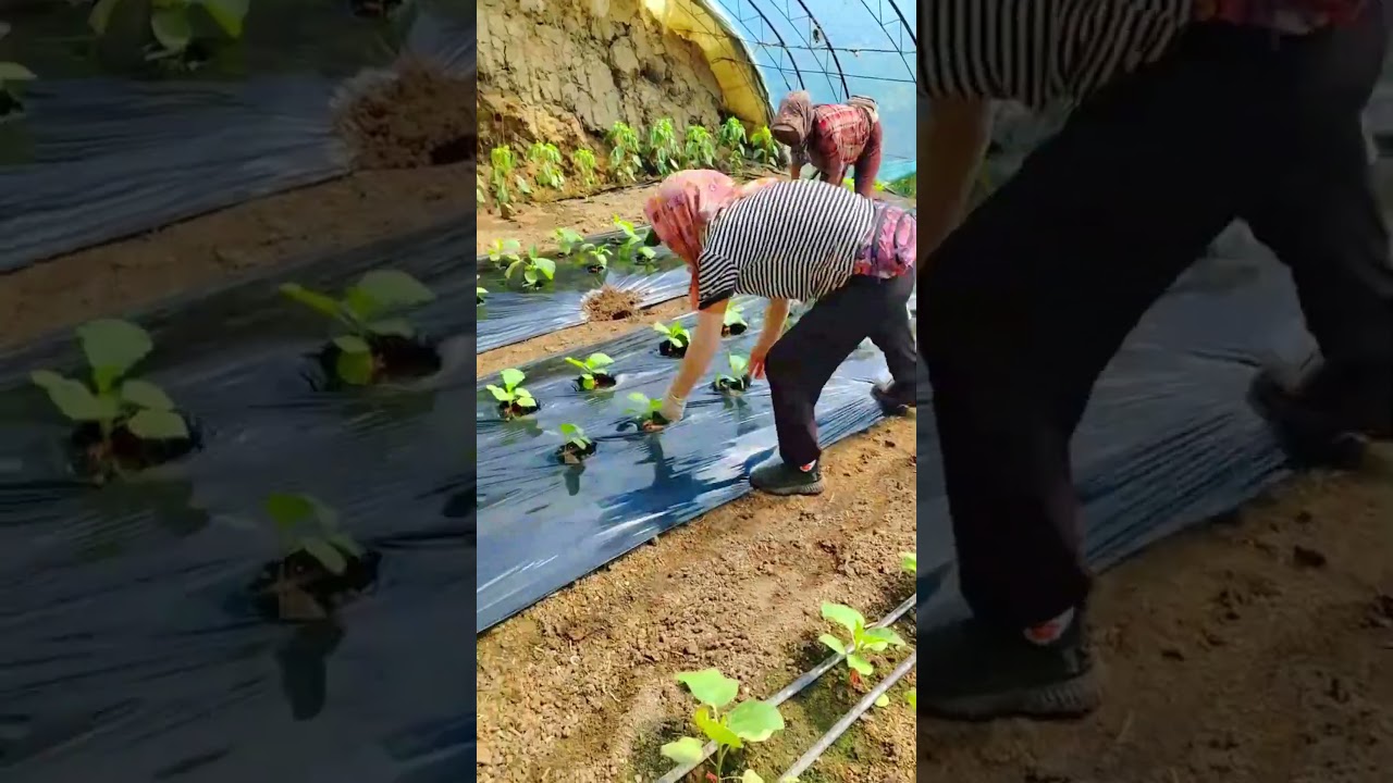 Black Plastic Mulch Smarter Soil Protection #plants #shorts