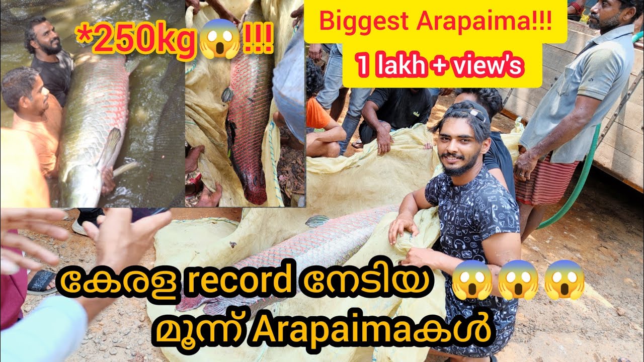 250kg😱Arapaima catching from mosnter pond😱.....Live video #arapaima #arapaimabreeding #xplormedia