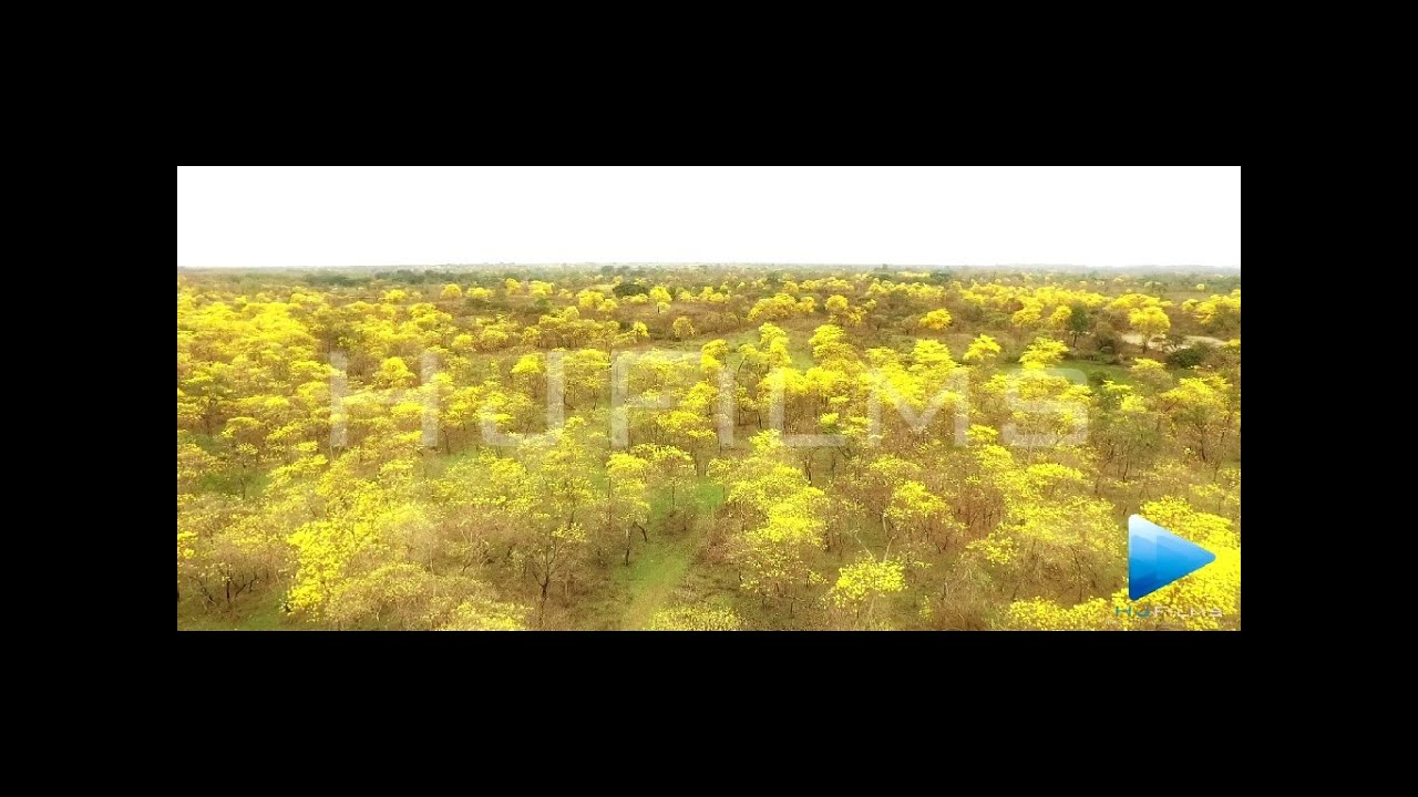 Florecimiento de Guayacanes Colimes_HJFilms_Hernán Jácome.