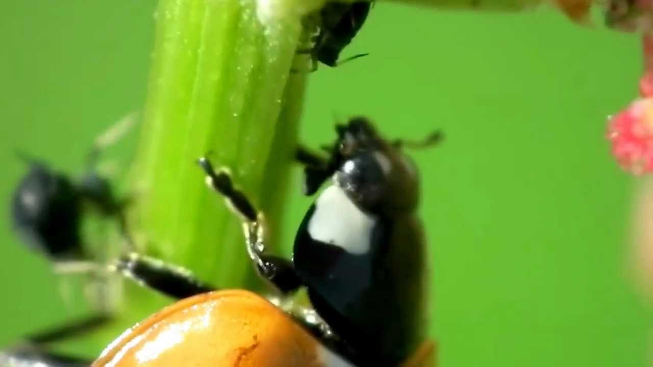 Biedronka polująca na mszyce (The ladybird is eating aphides)