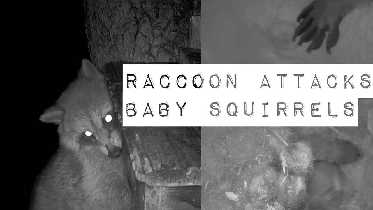 Raccoon’s failed attack on baby squirrels - March 18, 2022