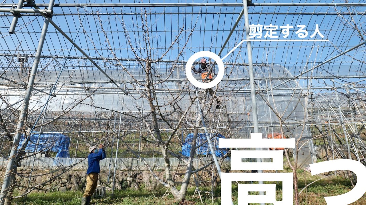 【コレ切るの！？】さくらんぼの剪定を始めから終わりまでノーカット。-すべて見せます-