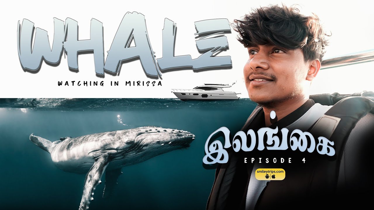 திமிங்கலத்தை தேடி ஒரு பயணம் | Whale watching in Mirissa | Sri Lanka 🇱🇰 E4  | DHAYA
