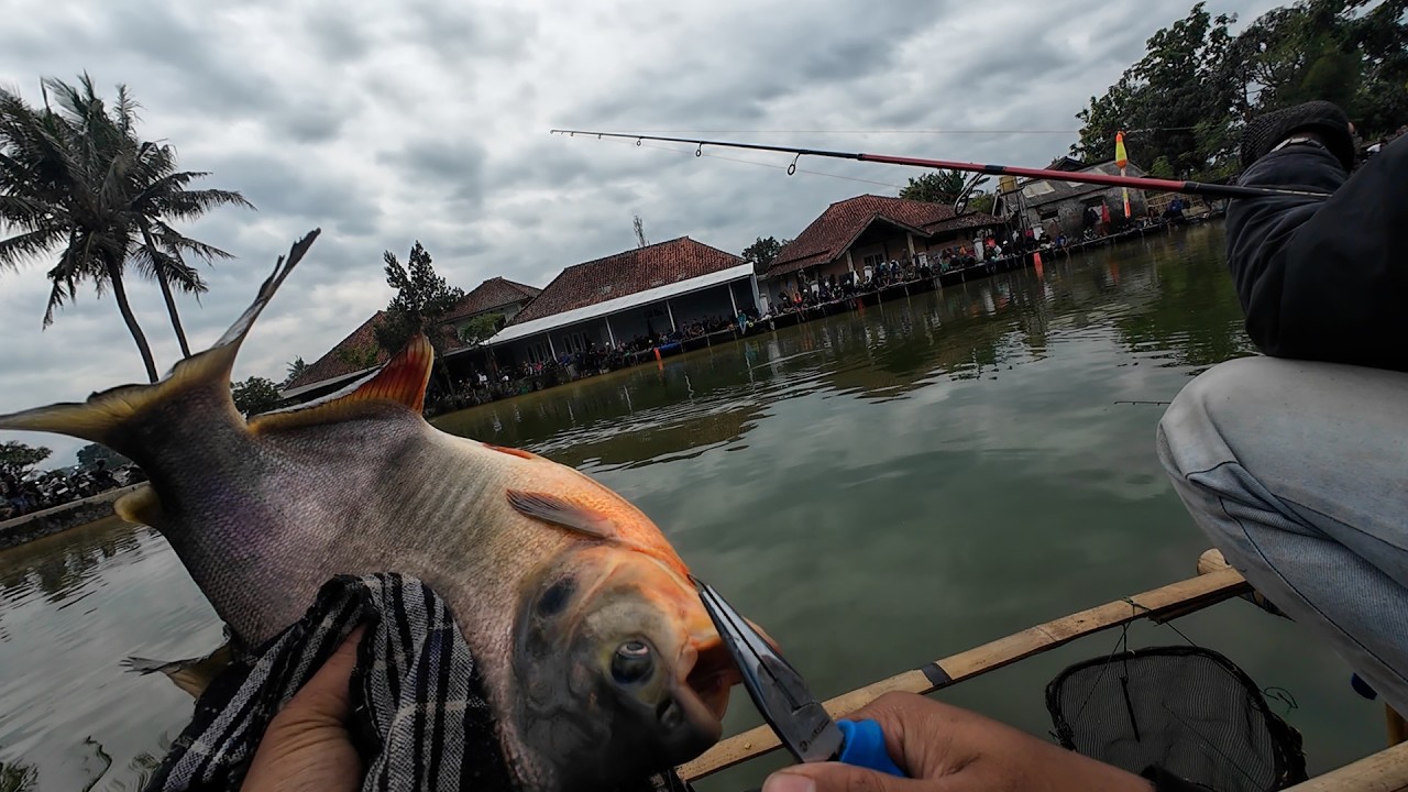 Mancing Borongan Rp 30 Juta Bawal Patin Pakai Umpan Ini