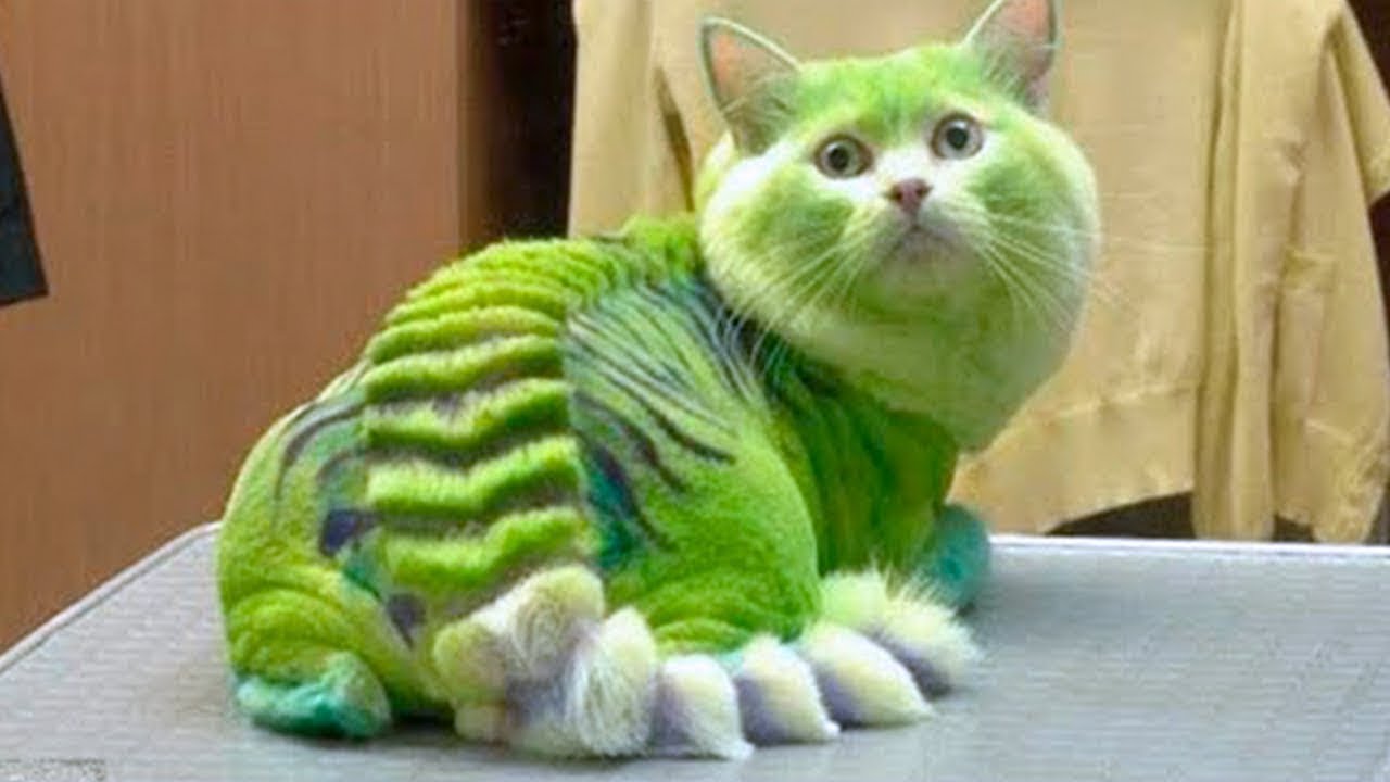 Rarest Cat Breeds In The World