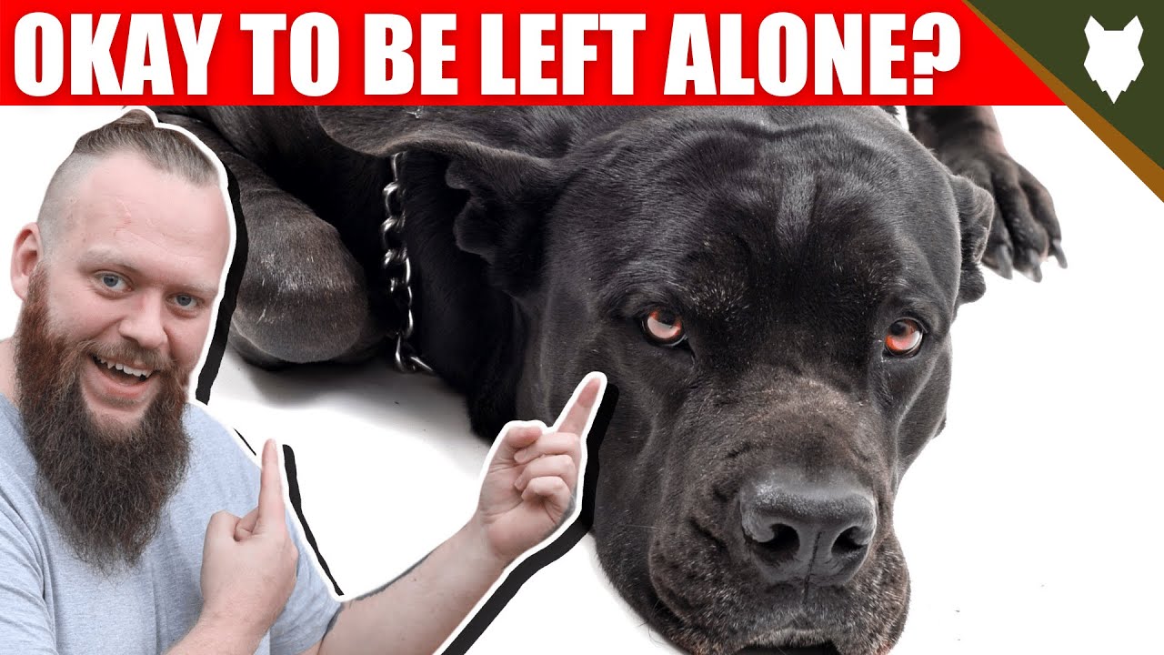 Can a CANE CORSO be left alone?