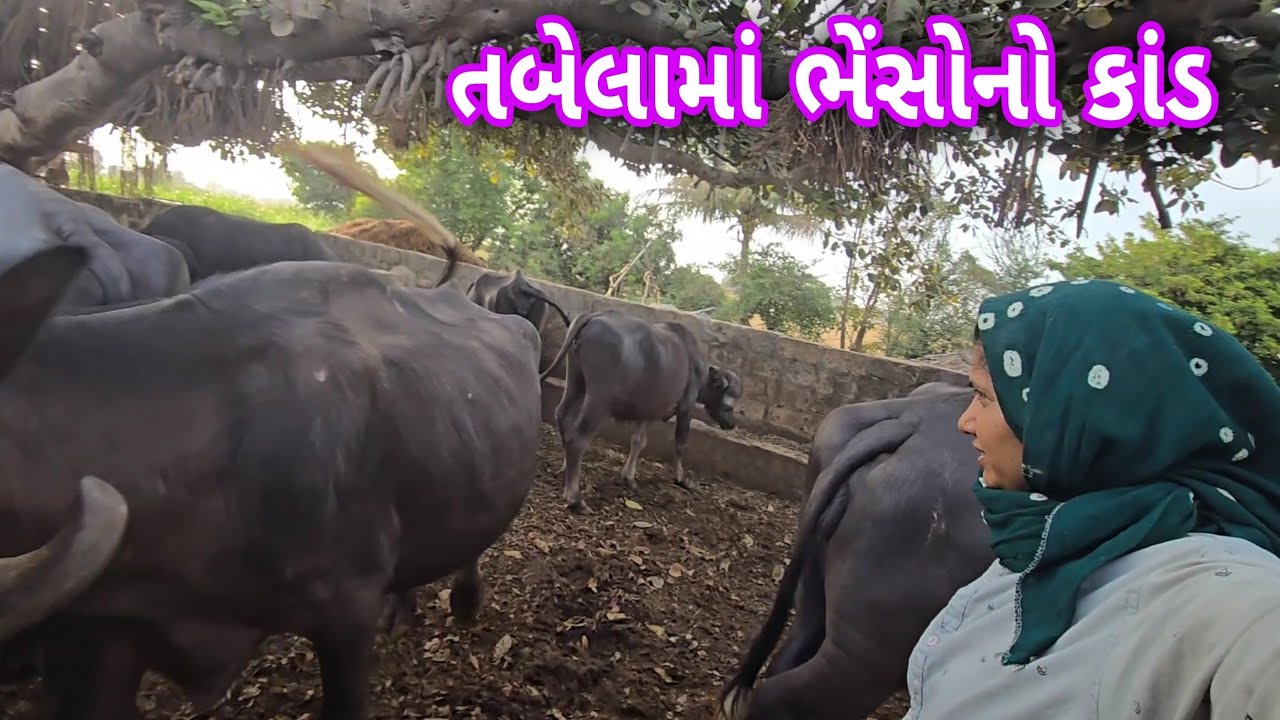તબેલામાં ભેશોએ શું કાંડ કરો?😱||#village #vlog #dailyvlog 