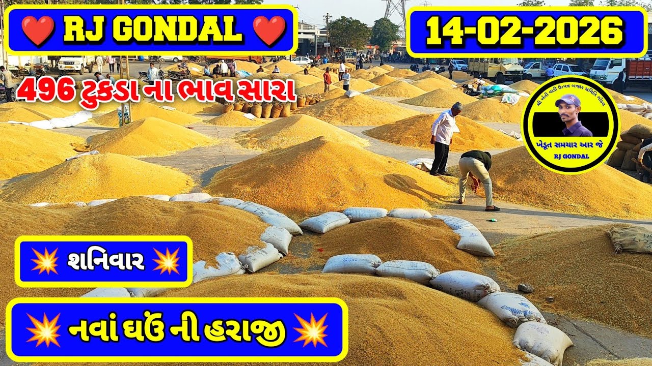 નવા ઘઉં ના ભાવ | 14-02-2026 | ગોંડલ નવા ઘઉંના ભાવ | Wheat Market Price | RJ Gondal Marketing Yard 
