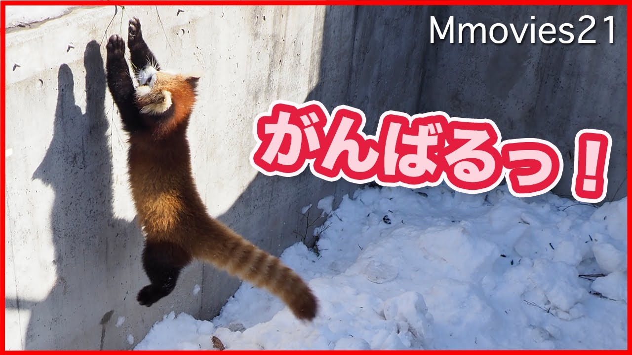 脱出できるか！？レッサーパンダの子ども ジャンプの瞬間の声が可愛すぎ Red Panda cub jump!