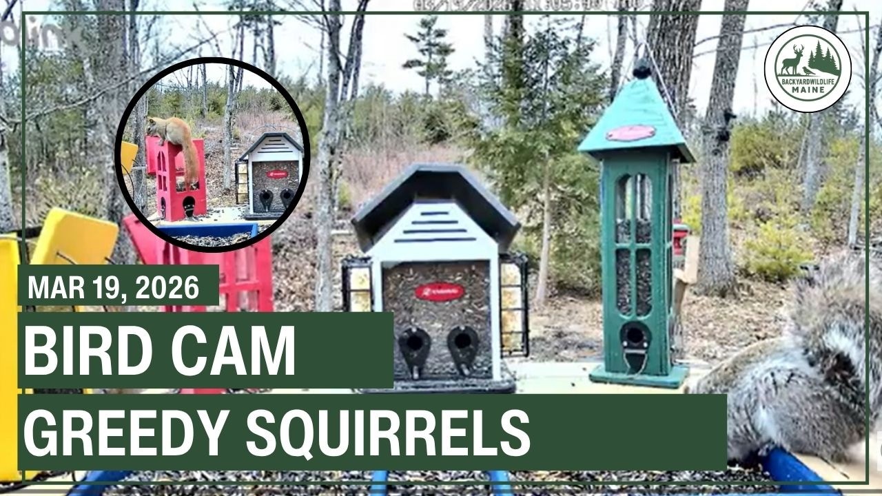 LIVE Bird Feeder Cam - Backyard Wildlife Maine