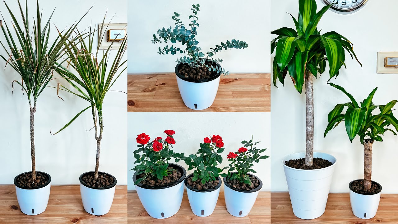 #123  Four Indoor Plants That I Repotted From Soil to LECA : Dracaena, Mass Cane, Roses & Eucalyptus