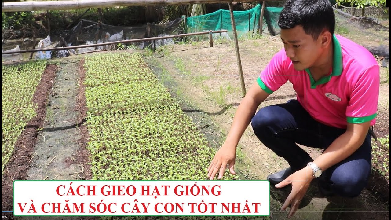 KỶ THUẬT TỰ GIEO HẠT GIỐNG SEN HỒNG