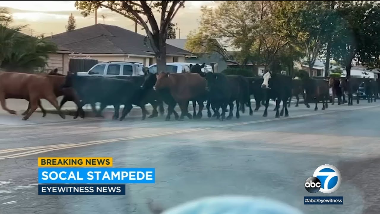 Cows stampede through Pico Rivera neighborhood | ABC7