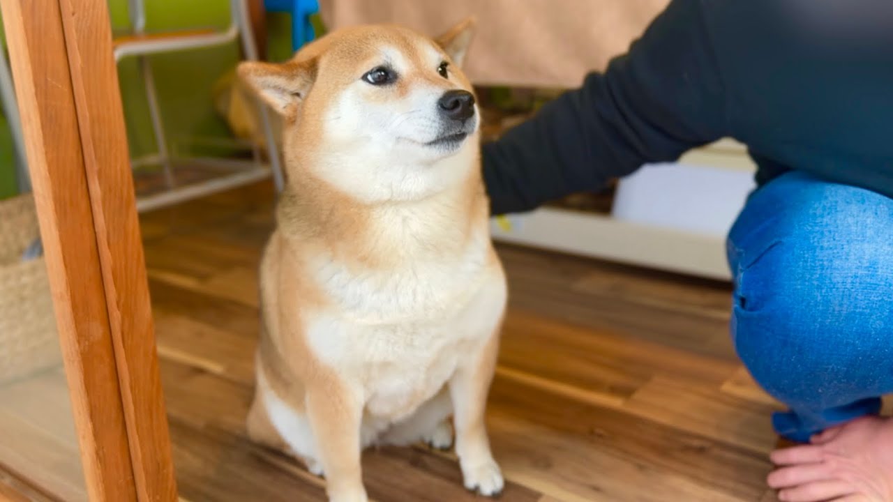 お客様に大興奮後のスン顔の柴犬が面白すぎたw