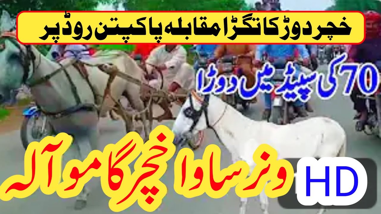 خچر دوڑ کا مقابلہ۔ساوا خچر(غلام رسول گامو آلہ)بمقابلہ(بنٹی کالاخچرحویلی لکھاآلہ) ۔03428046894 گامو۔