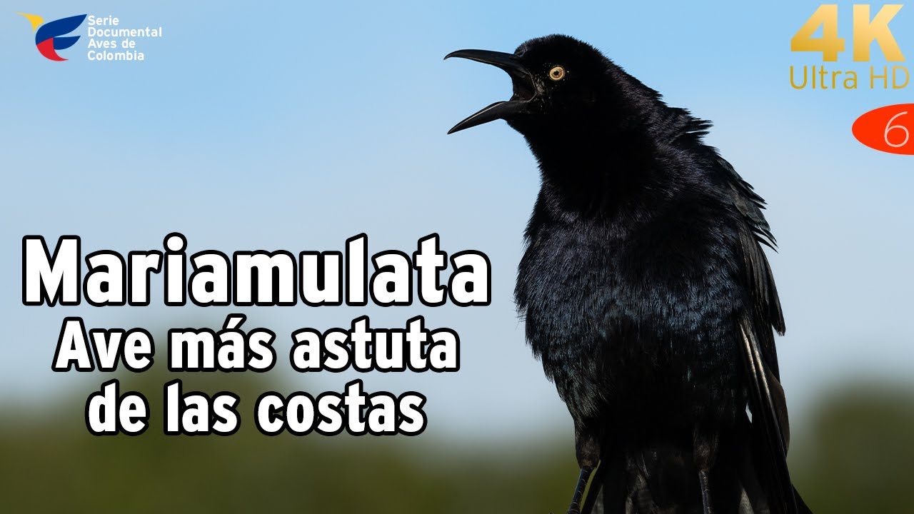La MARÍAMULATA: El Ave MÁS INTELIGENTE de Colombia en 4K 🧠