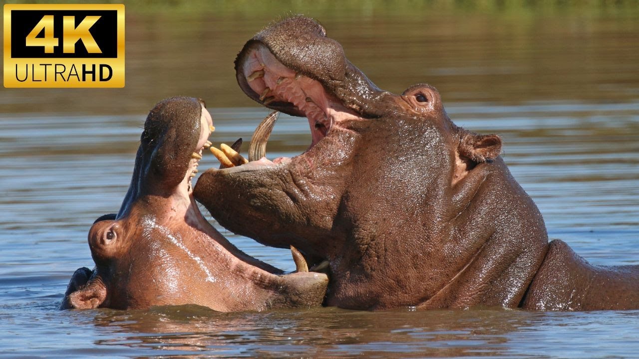Giant African Herbivores | Explore the World of Wild Animals 4k