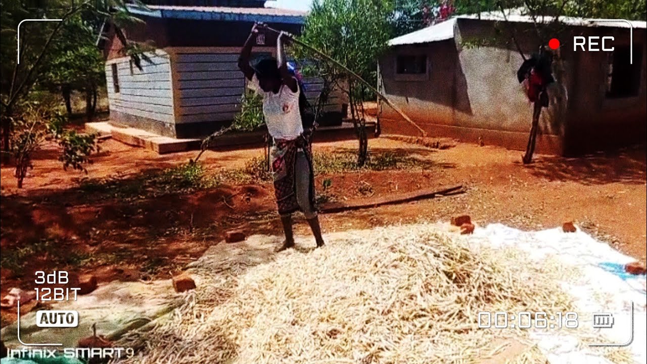 Easy Way to Harvest Peas in the Village (No Machine Needed)||Village farming & Harvesting in Kenya