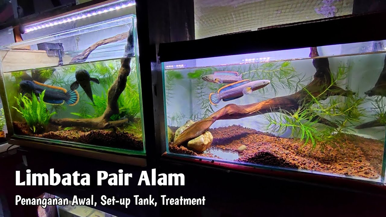 Review Channa Limbata Pair Alam - Treatment dan Set up Tank Breeding