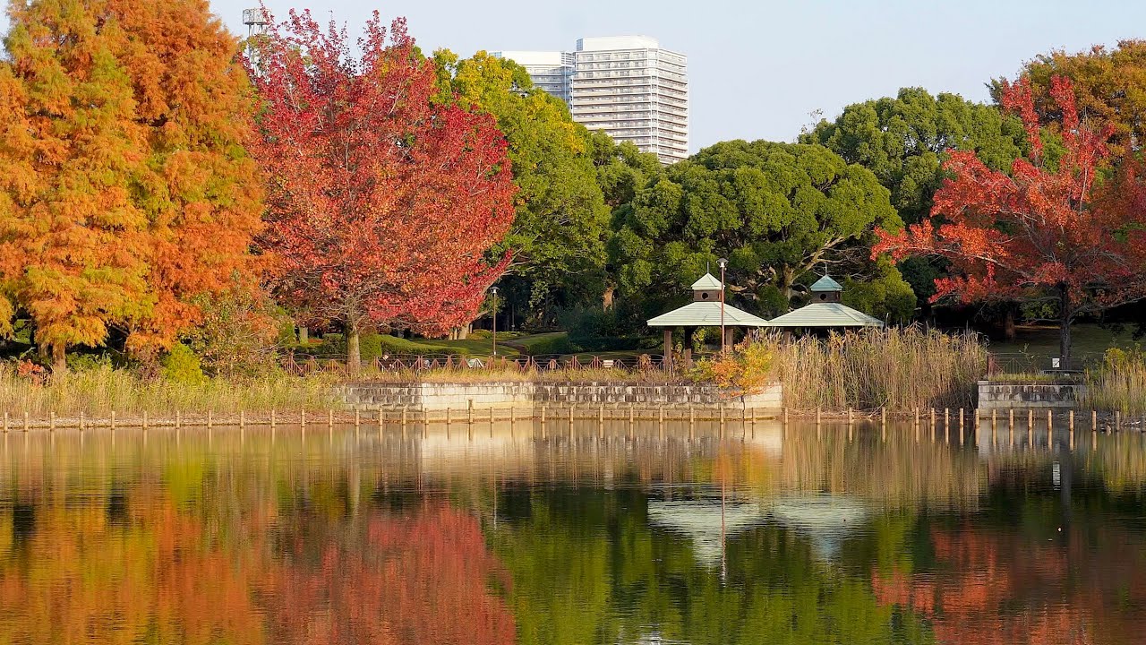 柏の葉公園の秋　〜2025年11月14日〜