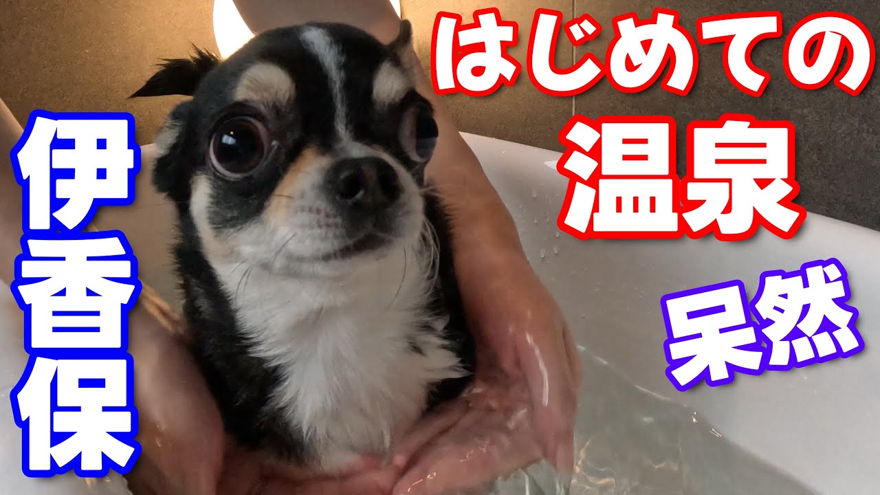 【チワワ の くう】はじめての温泉体験 in 伊香保