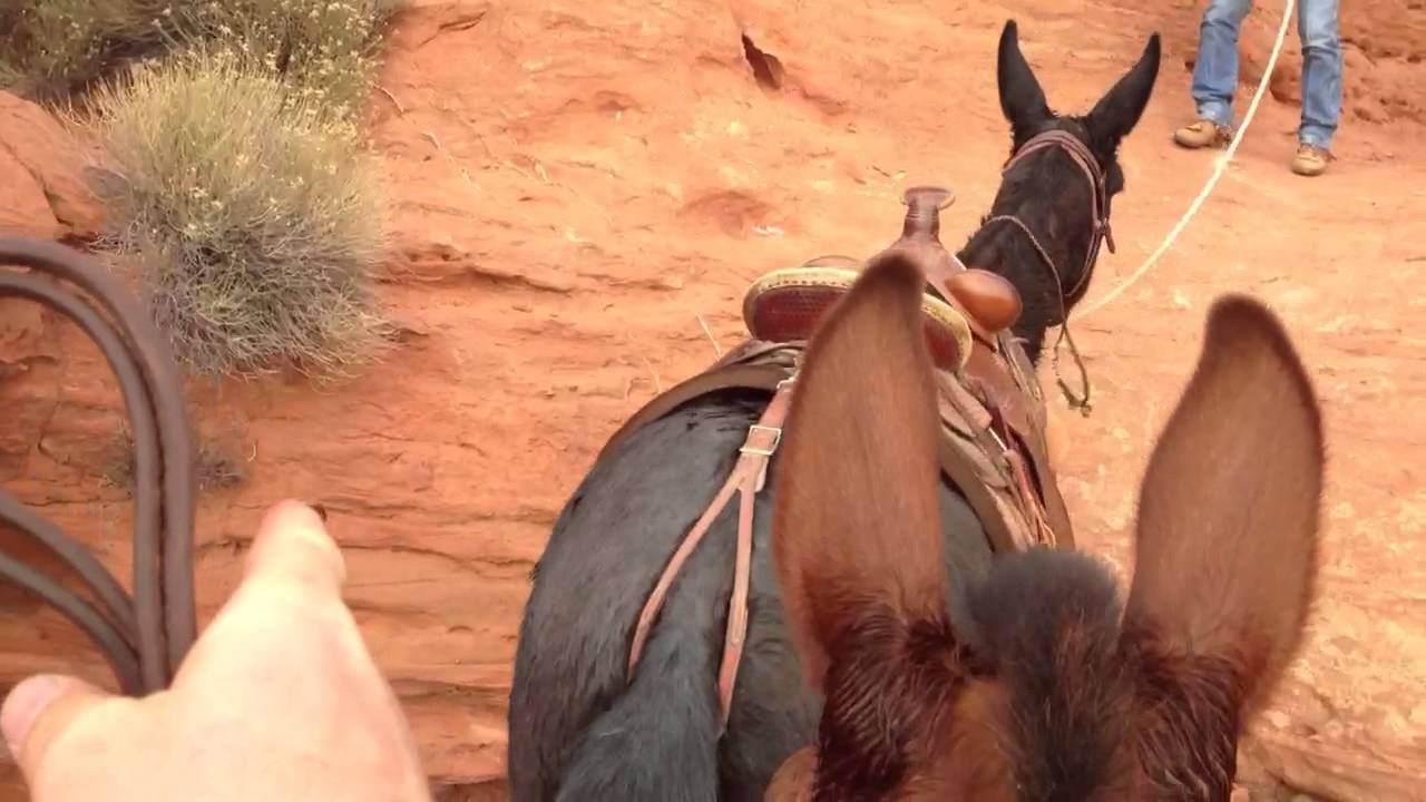 Rock Hopping--Extreme Mules