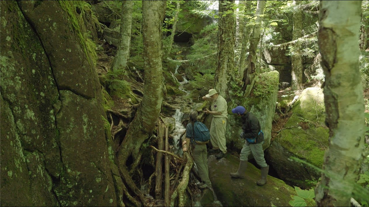 Mosses of Cold Cliffs