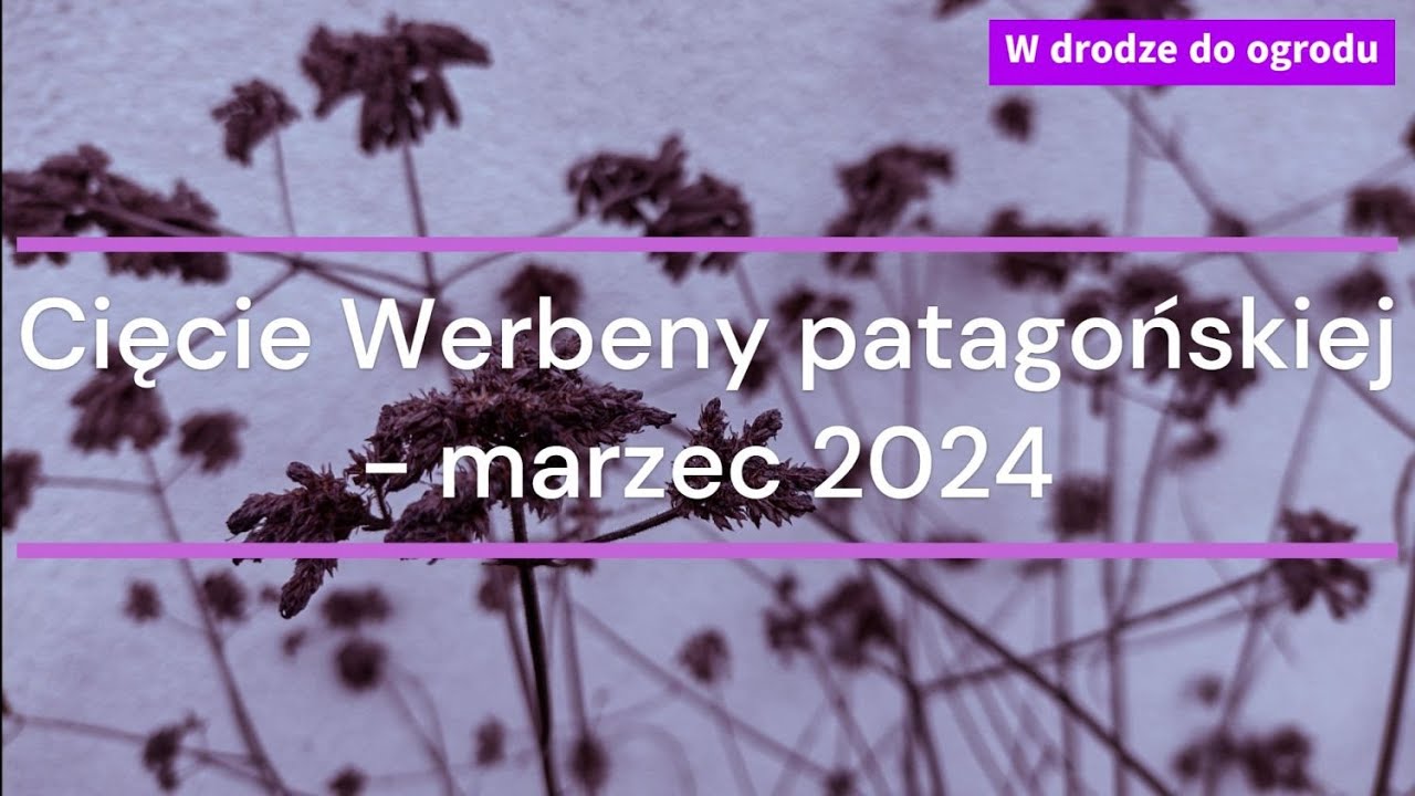 Cięcie Werbeny patagońskiej - marzec 2024