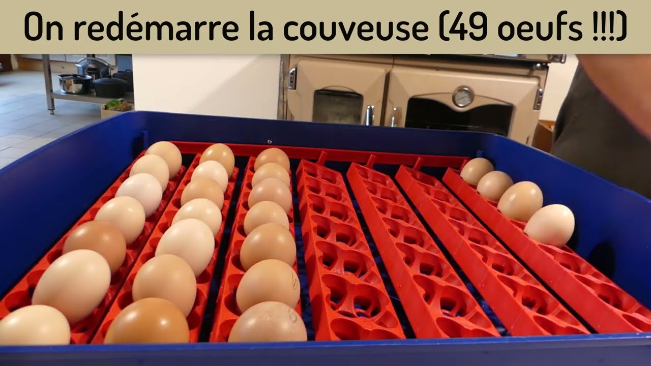 Bonus# : On redémarre la couveuse avec 49 œufs !!!